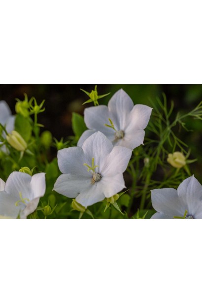 Дзвоники карпатські Мікс білі